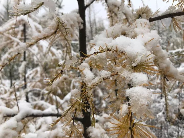 雪飞飞飞飞白雪压图片