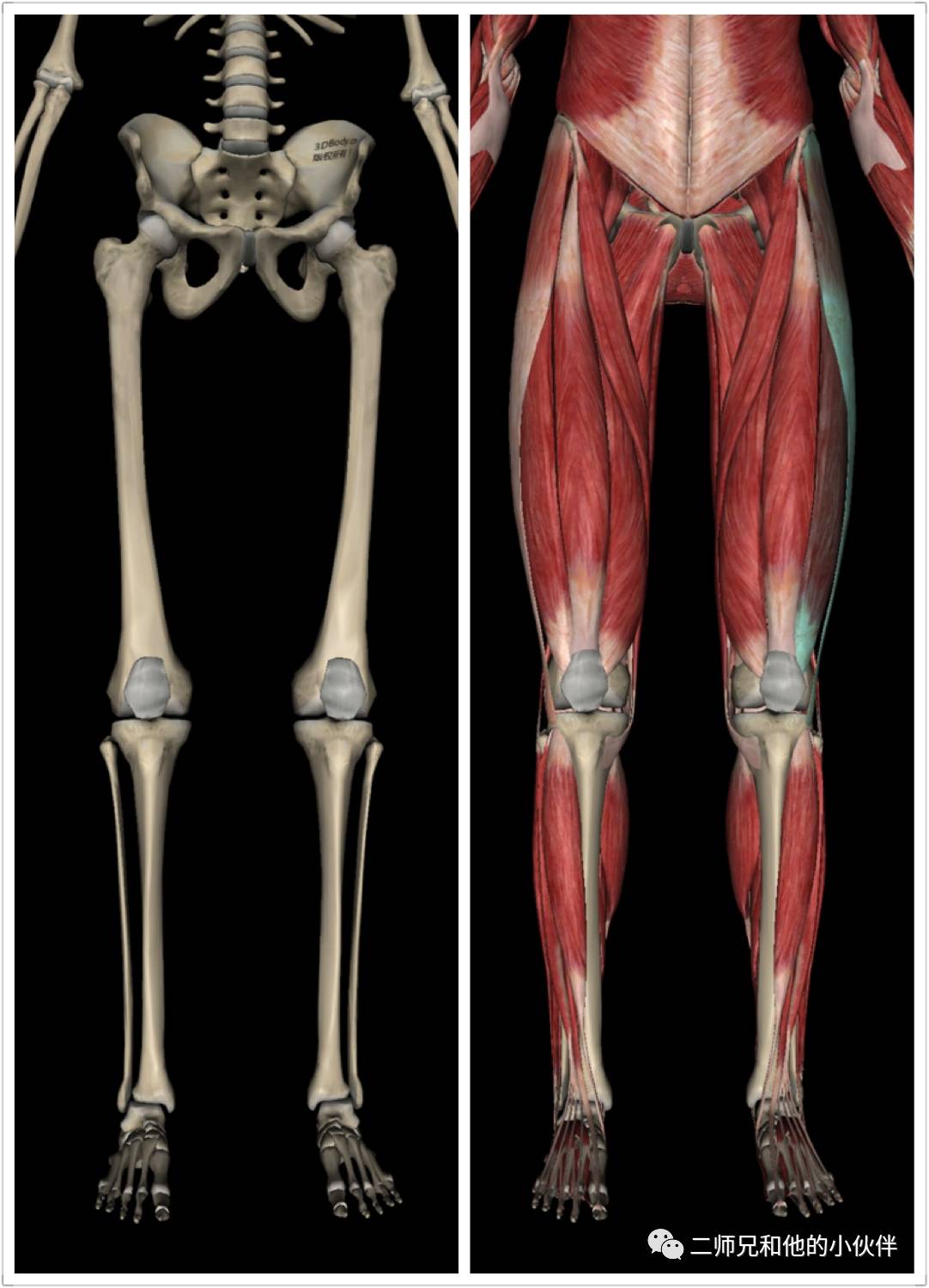 大腿结构图一些示例和解决方法;大腿外侧突出的原因;大腿结构解剖图