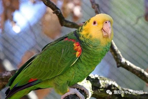 金太陽鸚鵡葵花鳳頭鸚鵡拇指猴長臂猿赤猴青猴猛獸類東北虎,雪虎,白虎