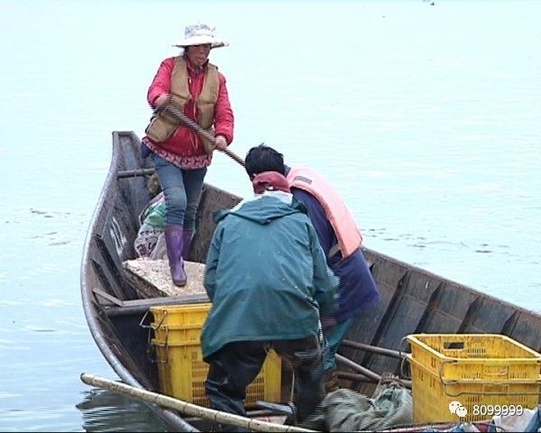 滇池開湖千帆競發 漁民捕撈喜獲豐收