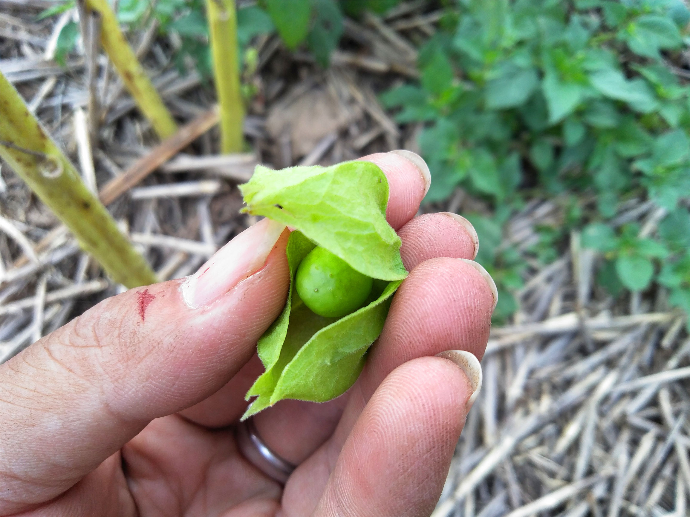 農村田地裡常見的這些植物,你還記得多少