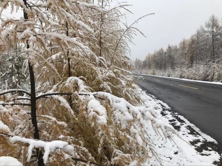 大兴安岭十月一雪飞飞,冬季开始!