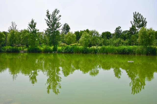 它是北京最大的溼地公園