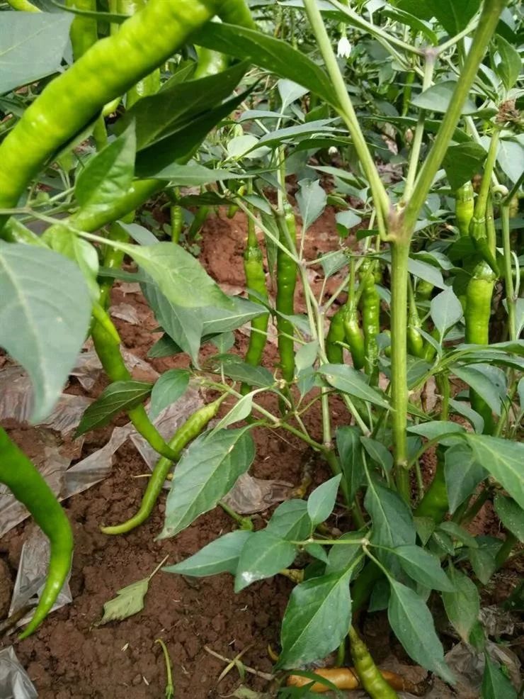 農村不需要多美但是有糧食蔬菜瓜果足矣