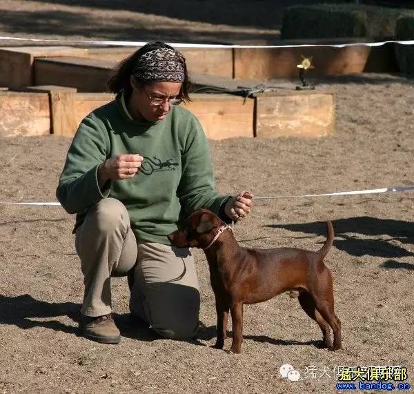 火梗犬厲害之處