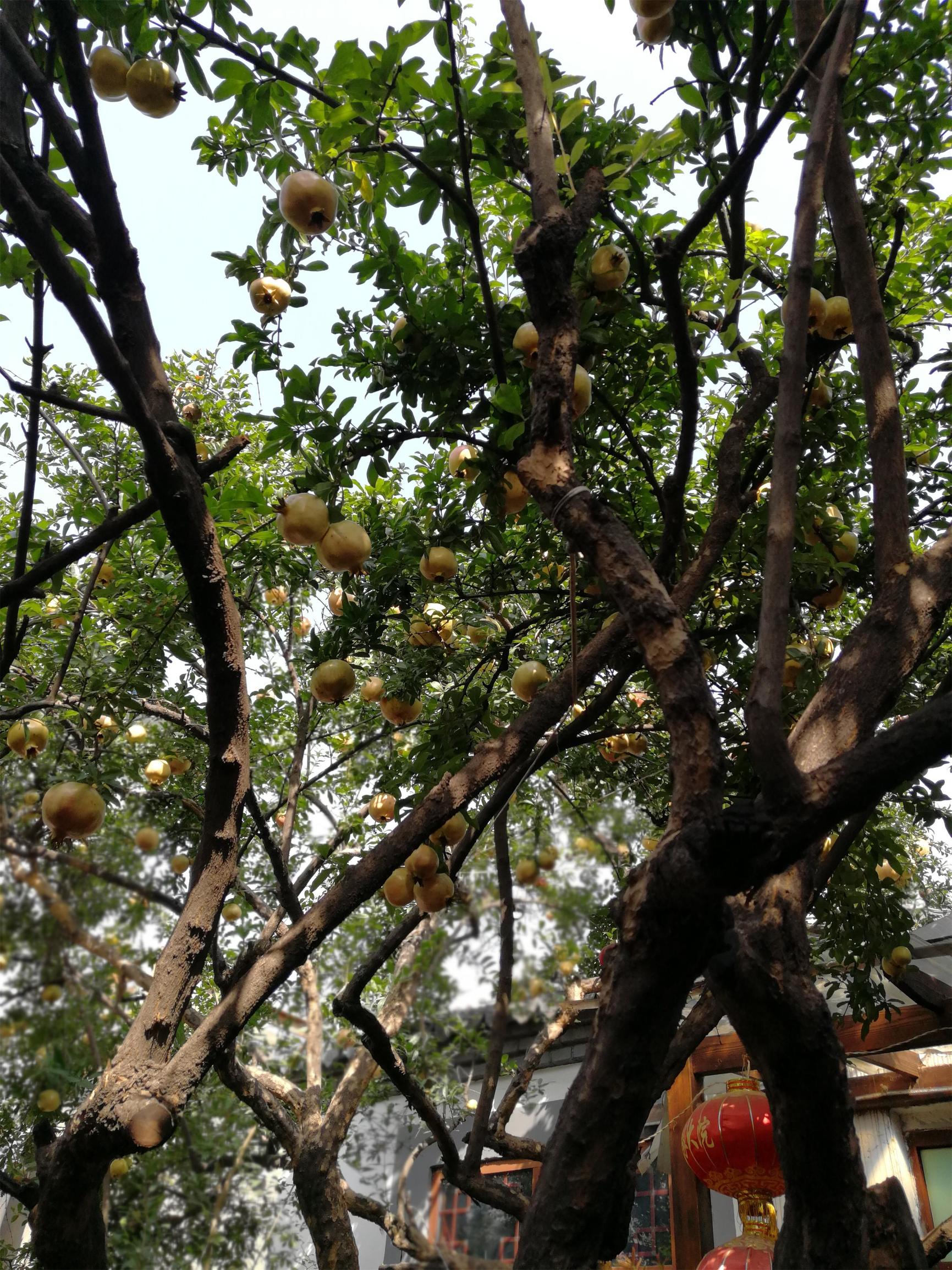 泉城济南哪里的一棵300多年的石榴树一年能结400多颗石榴