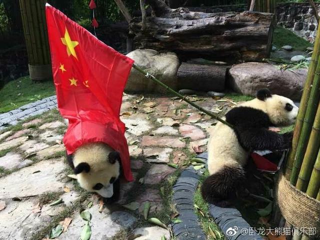 萌萌哒大熊猫"滚滚 与国旗"搭档"配照片