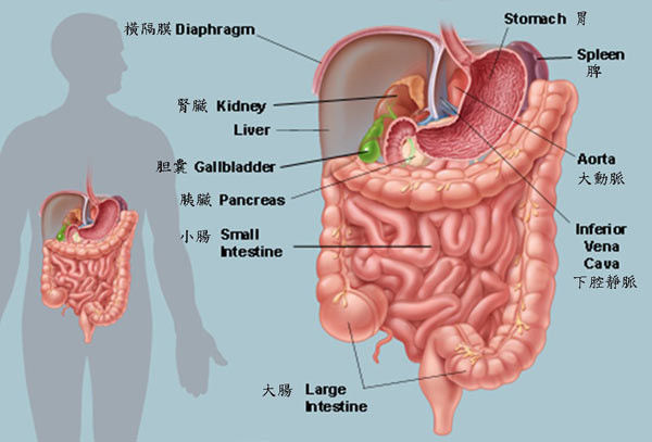 人体肠道位置图片