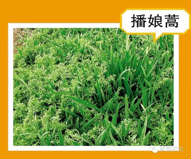 常見的雜草圖譜——不知大家能認識幾種呢?