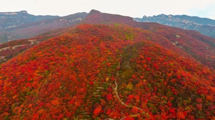 香山能賞紅葉北京的坡峰嶺紅葉漫山遍野