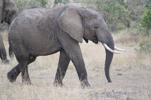 大象的耳朵耷拉图片