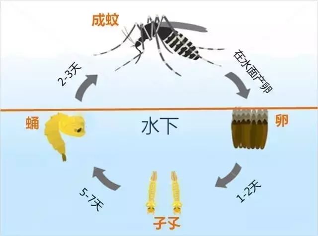 为什么就你家里毒蚊子多