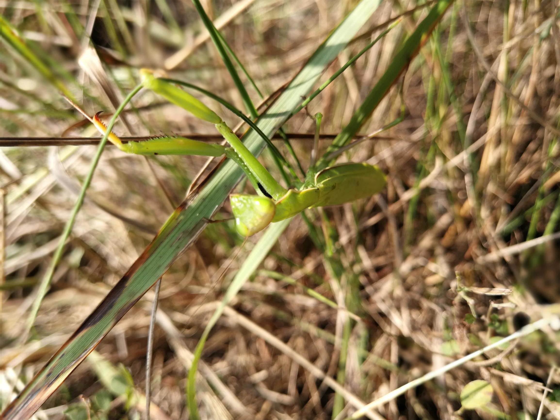 长清馒头山,遇到一只绿色螳螂,它为什么在草丛里奔跑?