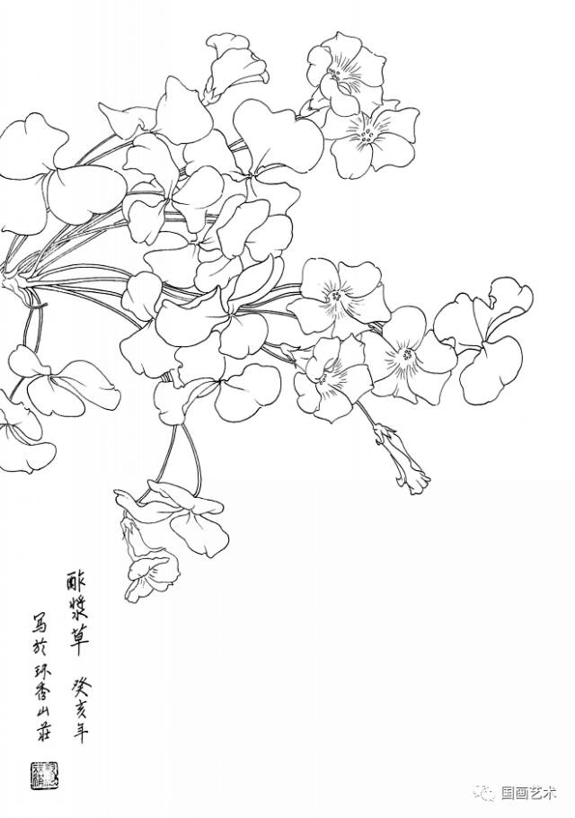 白描花卉图片大全简单图片