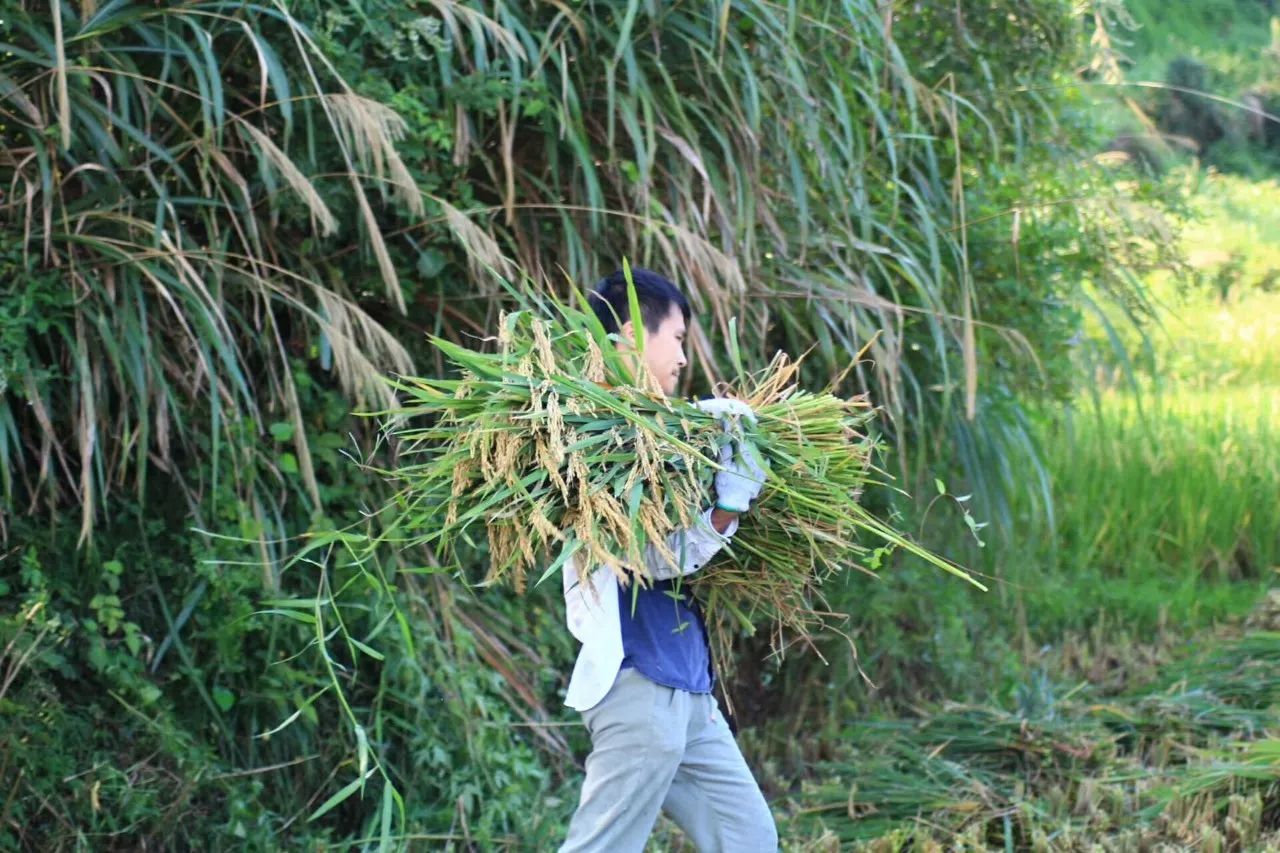 七约农场创办人许学超在收稻七约农场是消费者和农人共建的农场.