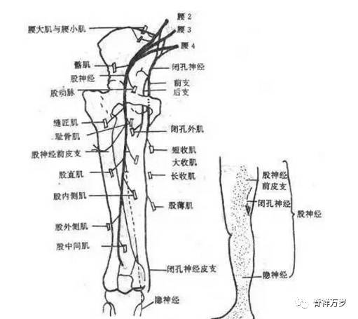 股神经走行图片