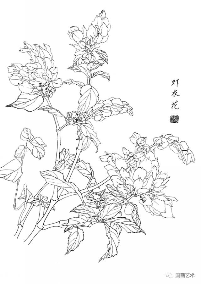 白描花卉写生范本百花谱4