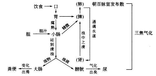 人体六腑间的关系