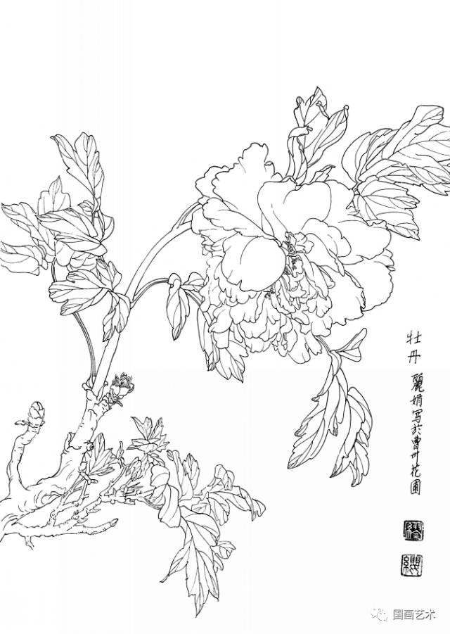 白描花卉寫生範本百花譜4