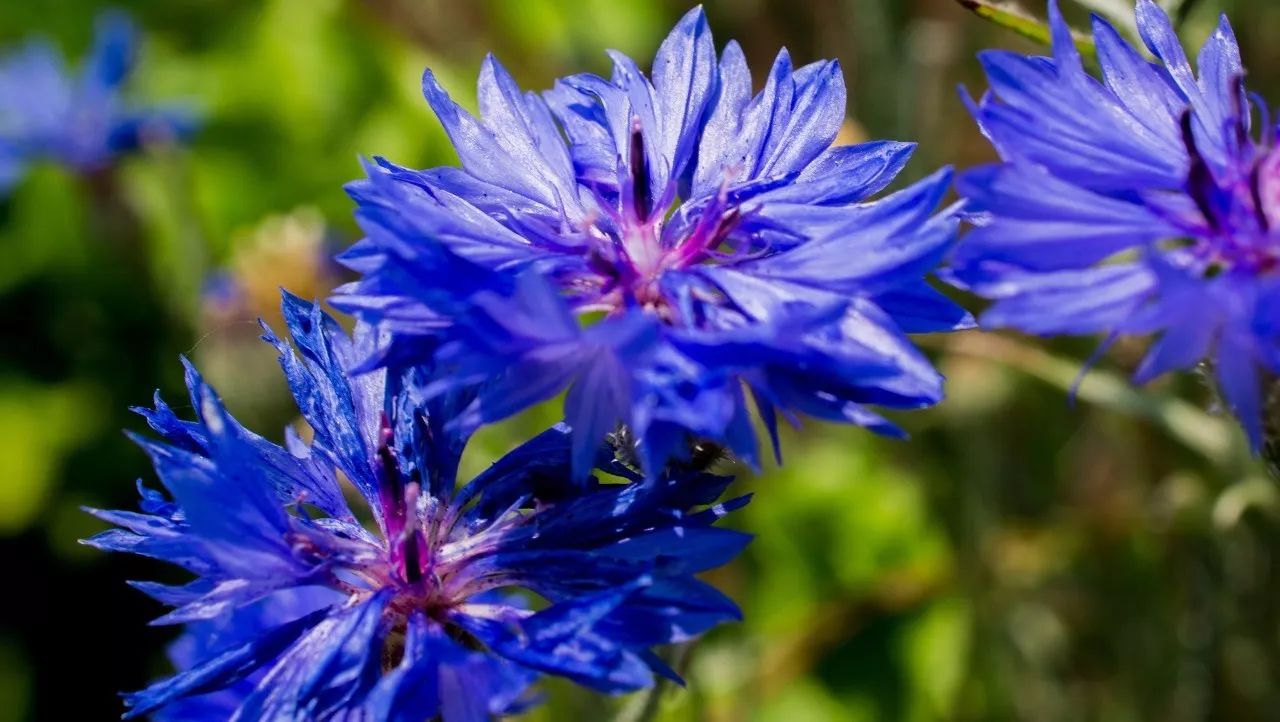 看过这么多菊花,你见过蓝色的吗?