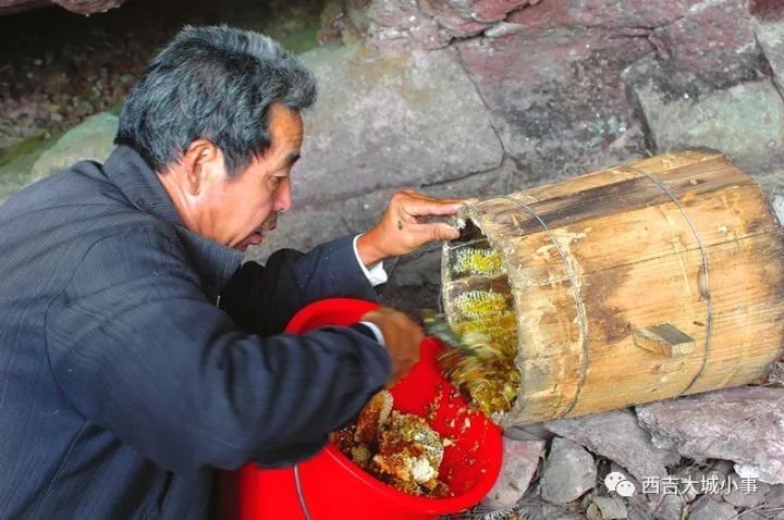 實拍農村割土蜂蜜你可能沒見過