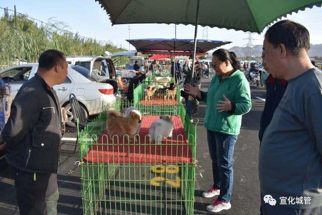 狗市具体位置图片