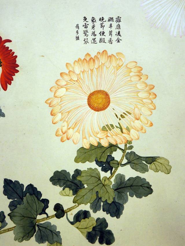 人淡如菊,宛若君子