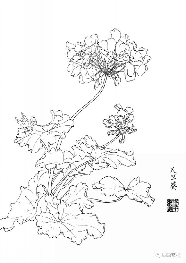 白描花卉寫生範本百花譜4