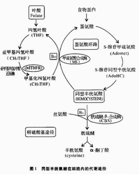 腺苷蛋氨酸酶图片