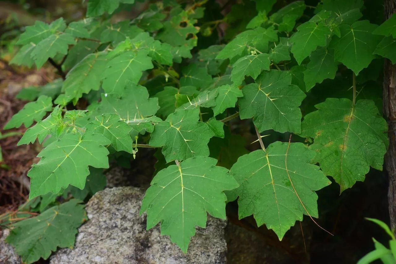 鴨跖草科,竹葉子30.野牡丹科,偏瓣花31.遠志科,小扁豆32.舟蛾科