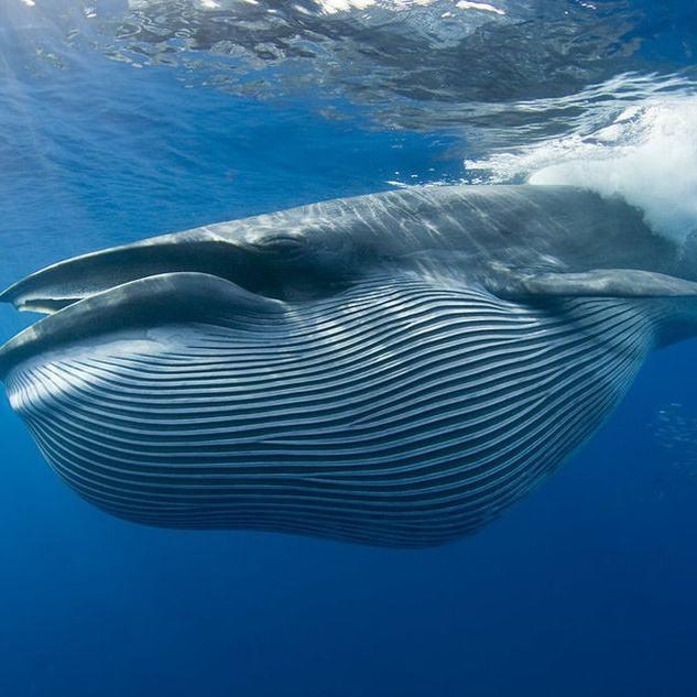 蓝鲸是世上最大的动物?