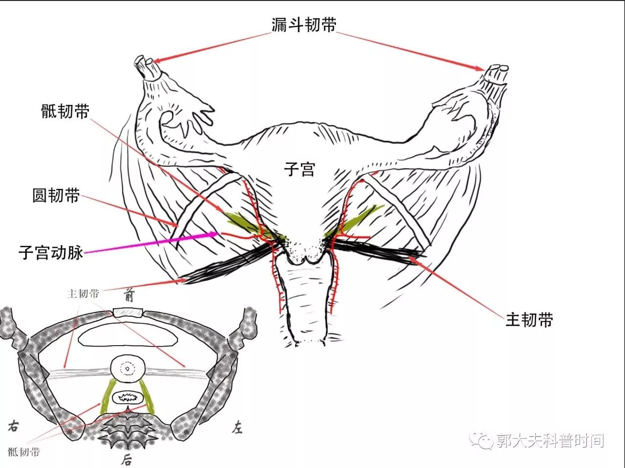 子宫韧带3d解剖图图片