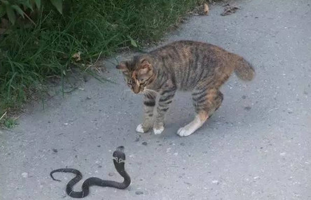 猫怕蛇还是蛇怕猫图片