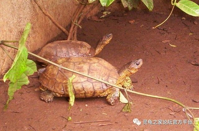 犁沟木纹龟