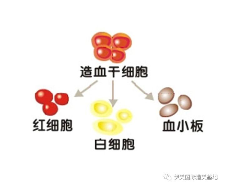 人體80的垃圾在血液中只有20的垃圾能從腸道中排除