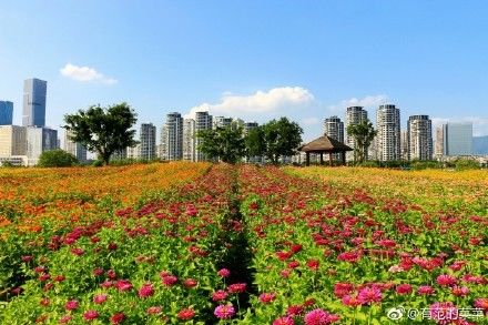 花海公園從2013年開始種植百日草,每年要播種三次,開三季.