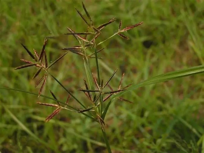 可供選擇的藥劑有:撲草淨,2甲4氯鈉,苄嘧磺隆,滅草松,吡嘧磺隆,甲咪唑