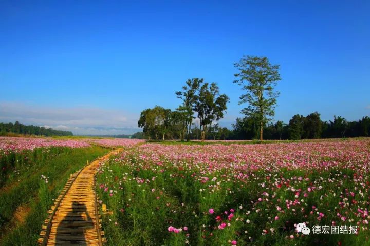 盈江湿地公园花海图片图片