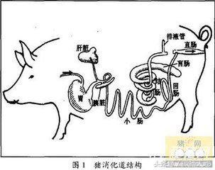 猪胃结构图图片