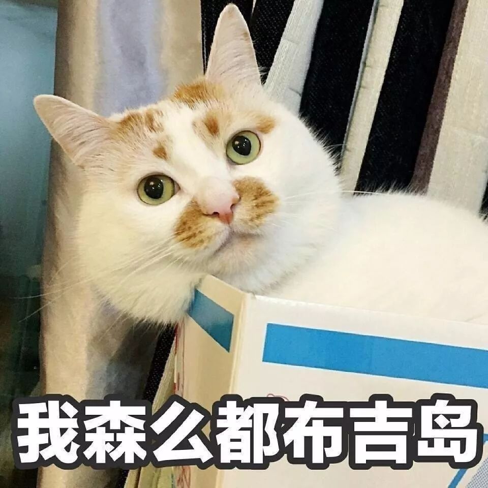 这只网红猫的表情包够你们用到年底了