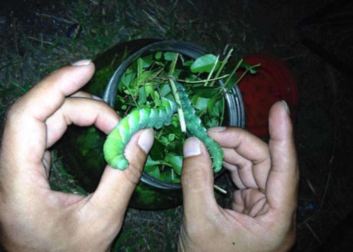 用身肥肉多的豬兒蟲做魚餌每次都能釣上七八條鯰魚