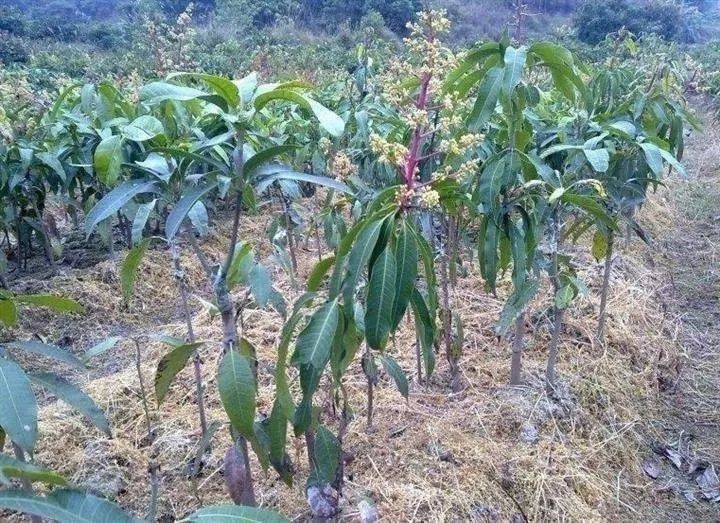 芒果嫁接苗该如何管理呢?去脚芽,补接,整形等