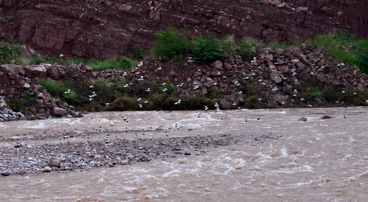 壮观!汉源流沙河边惊现大量不知名鸟类在河面盘旋!