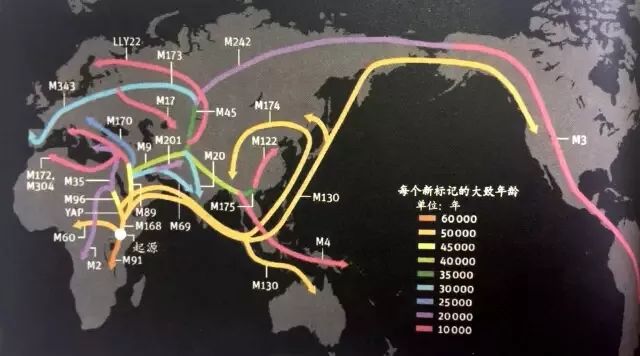 別開生面 與很多通俗歷史讀物不同的是,安森垚利用分子遺傳性知識,為