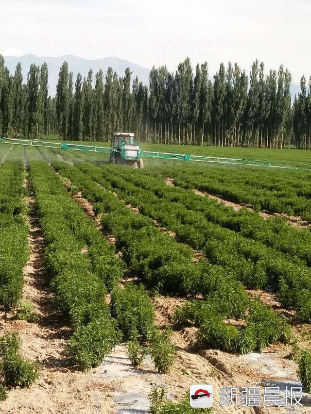 敦村可以看到,2750畝甜葉菊地裡一臺臺甜葉菊收割機正在地裡進行收割