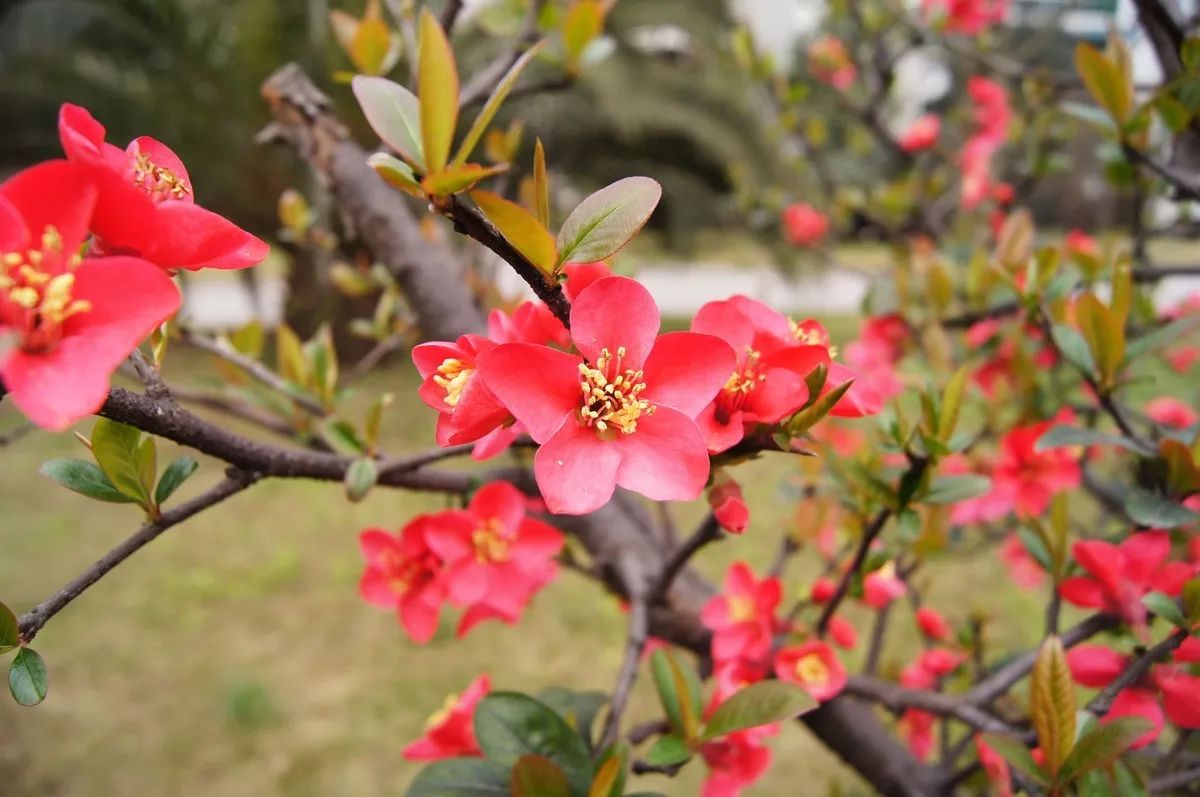 作为我们乐山市的市花,海棠花可是名副其实,乐山还有很多地名都是因它