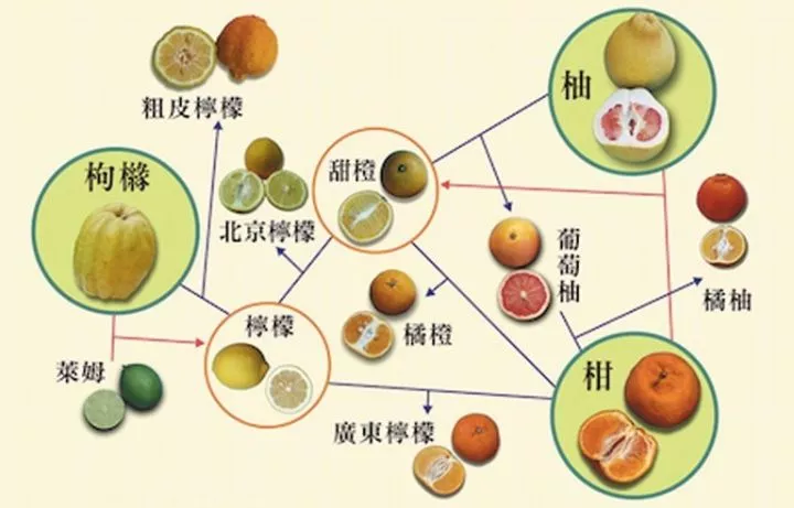 水果杂交原理图片