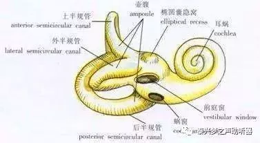 内耳前庭器是人体平衡感受器官,它包括三对半规管和前庭的椭圆囊和