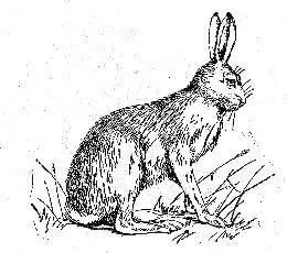 塔里木兔简笔画图片