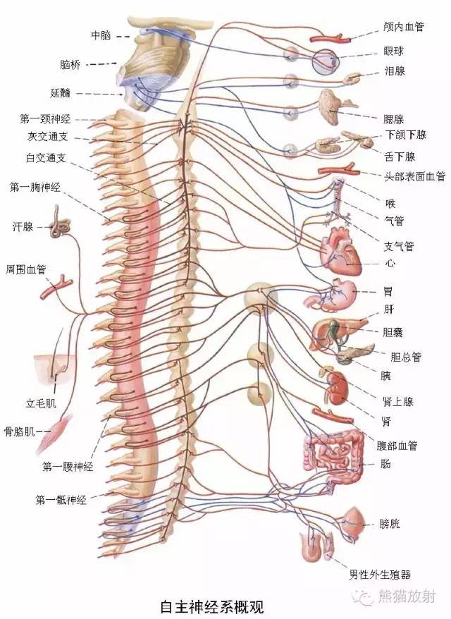 神經系統高清彩色解剖圖,歡迎收藏,分享,轉發,轉載